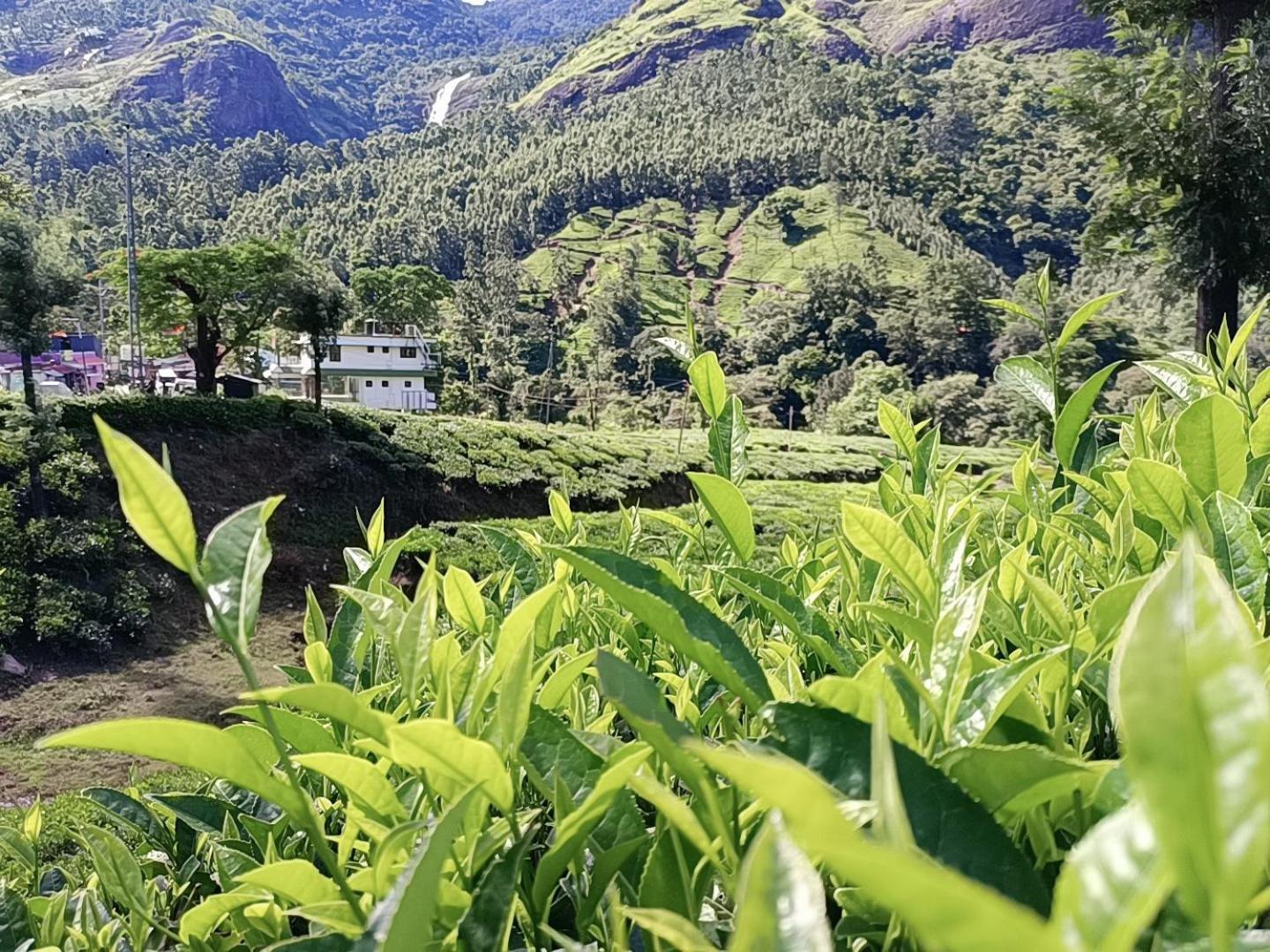 Munnar Home Stay Homestay Munnar